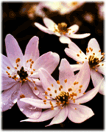 0702-011c.gif (12108 bytes)